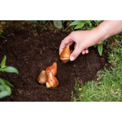 Westland Bulb Planting Compost - 20L 9 Westland Bulb Planting Compost - 20L -Outdoor Garden 12819355 9244869971373729