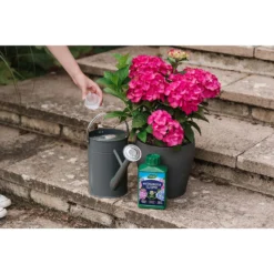 Westland Hydrangea Feed - 1l -Outdoor Garden 12886486 1744971590629542