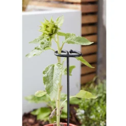 Smart Garden Gro-Stems 3pk 75cm -Outdoor Garden 12889126 1494856734938990