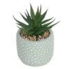 Small Succulent - Green -Outdoor Garden 12909501 1404869235473981