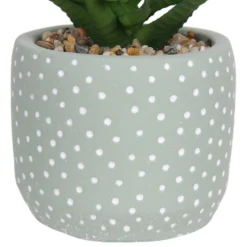 Small Succulent - Green -Outdoor Garden 12909501 1514869235621446