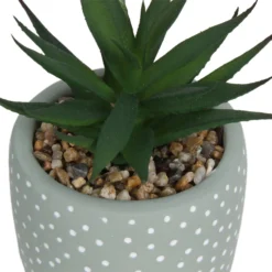 Small Succulent - Green -Outdoor Garden 12909501 2094869235594320