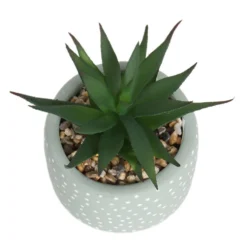 Small Succulent - Green -Outdoor Garden 12909501 6844869235562523