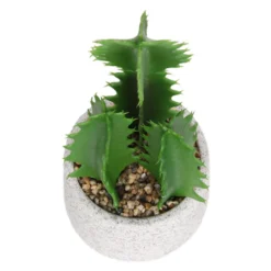 Cactus In Textured Pot -Outdoor Garden 12909506 2804869235539384