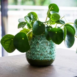 House Beautiful Emerald Glaze Planter 16cm -Outdoor Garden 13229782 8754902135326103