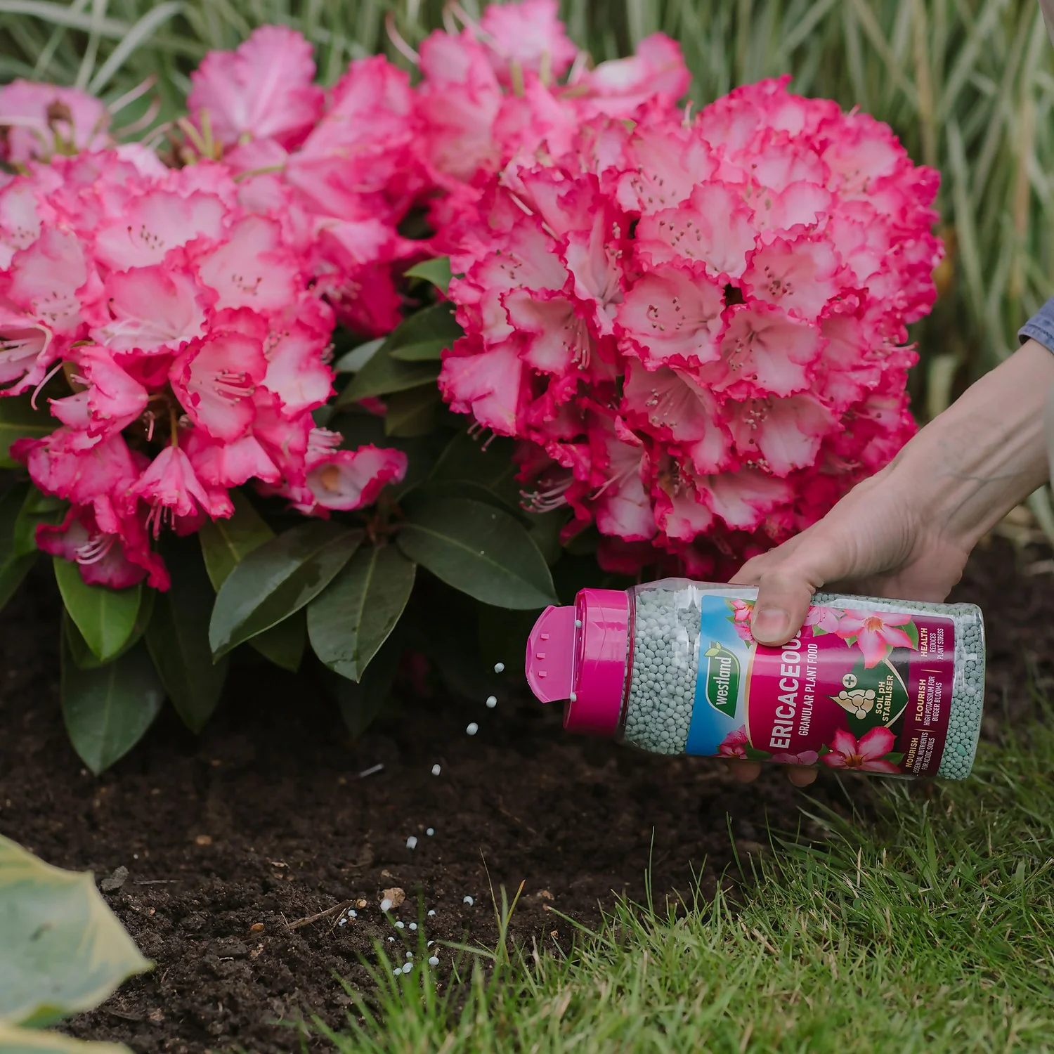 Westland Ericaceous Granular Plant Food 900g 5 Westland Ericaceous Granular Plant Food 900g - Image 3