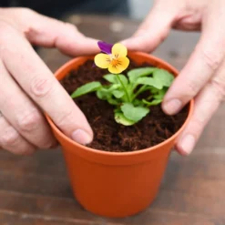 Coco & Coir Coco Grow+ Seed & Cutting Compost + 20% Perlite - 15L -Outdoor Garden 13487127 4074919980845315