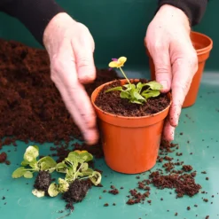 Coco & Coir Coco Boost All Purpose Compost With Added Nutrients - 15L 8 Coco & Coir Coco Boost All Purpose Compost With Added Nutrients - 15L -Outdoor Garden 13487131 4394919981240271