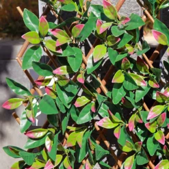 Faux Leaf Trellis 90x180cm - Red Robin -Outdoor Garden 13971223 1745014602988866