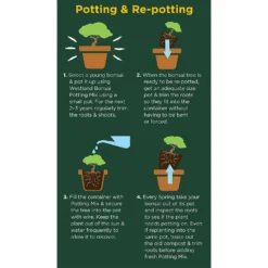 Westland Bonsai Potting Mix Peat Free 4L -Outdoor Garden 14013787 2185003754340767
